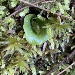 Corysanthes grumula (Stately helmet orchid) at Cotter River, ACT - 30 Jul 2023 by Ned_Johnston