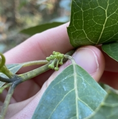 Hedycarya angustifolia (Austral Mulberry) at Cotter River, ACT - 30 Jul 2023 by NedJohnston