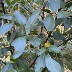 Hedycarya angustifolia at Cotter River, ACT - 30 Jul 2023