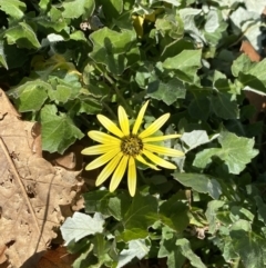 Arctotheca calendula (Capeweed, Cape Dandelion) at Dickson, ACT - 1 Aug 2023 by NedJohnston