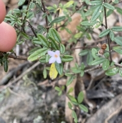 Zieria cytisoides (Downy Zieria) at Jerrawangala, NSW - 13 Jul 2023 by NedJohnston