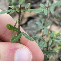 Zieria cytisoides at Jerrawangala, NSW - 13 Jul 2023 10:38 AM