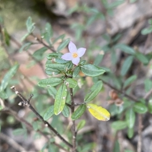 Zieria cytisoides at Jerrawangala, NSW - 13 Jul 2023 10:38 AM