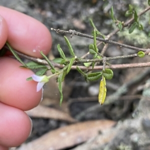 Zieria cytisoides at Jerrawangala, NSW - 13 Jul 2023 10:38 AM