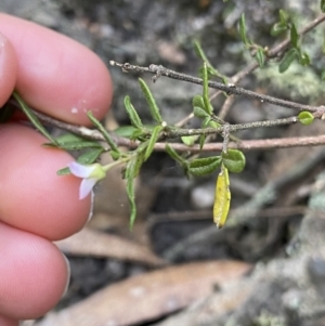 Zieria cytisoides at Jerrawangala, NSW - 13 Jul 2023