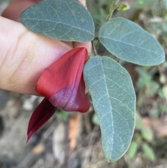 Kennedia rubicunda (Dusky Coral Pea) at Jerrawangala, NSW - 13 Jul 2023 by NedJohnston