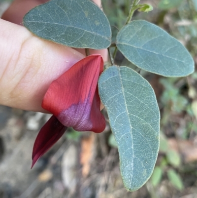 Kennedia rubicunda (Dusky Coral Pea) at Jerrawangala, NSW - 13 Jul 2023 by NedJohnston