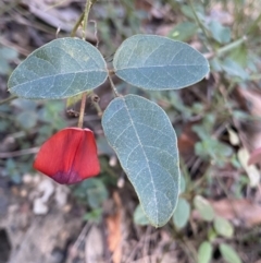 Kennedia rubicunda at Jerrawangala, NSW - 13 Jul 2023