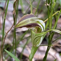 Pterostylis grandiflora (Cobra Greenhood) at Jerrawangala National Park - 13 Jul 2023 by Ned_Johnston