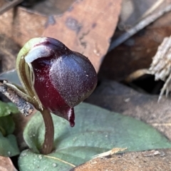 Corybas unguiculatus (Small Helmet Orchid) at Jerrawangala National Park - 13 Jul 2023 by Ned_Johnston