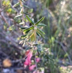 Styphelia tubiflora at Vincentia, NSW - 13 Jul 2023