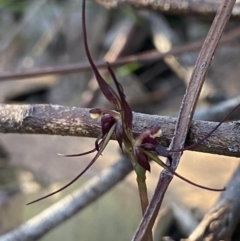 Acianthus caudatus (Mayfly Orchid) at Vincentia, NSW - 13 Jul 2023 by NedJohnston