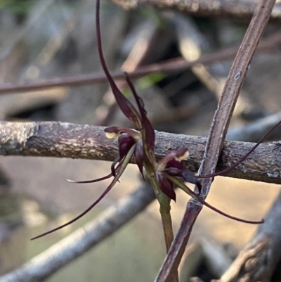 Acianthus caudatus (Mayfly Orchid) at Vincentia, NSW - 13 Jul 2023 by NedJohnston