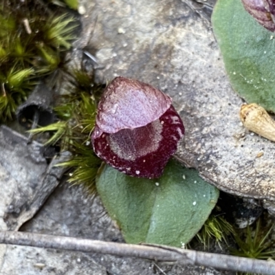 Corybas undulatus (Tailed Helmet Orchid) at Jervis Bay National Park - 13 Jul 2023 by Ned_Johnston