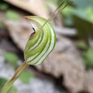 Pterostylis concinna at Callala Beach, NSW - 14 Jul 2023