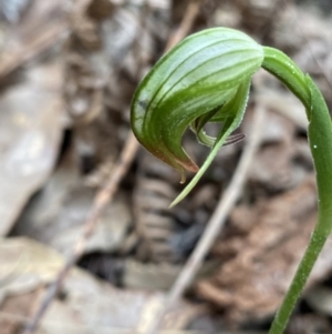 Pterostylis nutans at Callala Beach, NSW - 14 Jul 2023