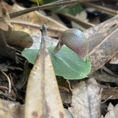 Corybas aconitiflorus (Spurred Helmet Orchid) at Callala Creek Bushcare - 14 Jul 2023 by Ned_Johnston
