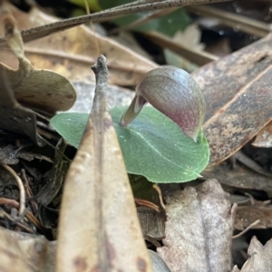 Corybas aconitiflorus at Callala Beach, NSW - 14 Jul 2023