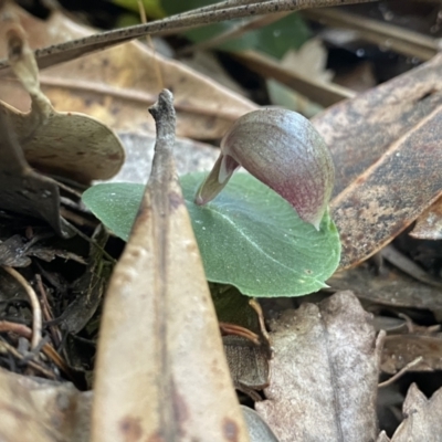 Corybas aconitiflorus (Spurred Helmet Orchid) at Callala Creek Bushcare - 14 Jul 2023 by Ned_Johnston
