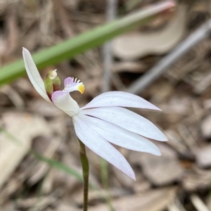 Caladenia picta at Callala Beach, NSW - 14 Jul 2023