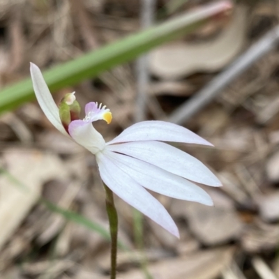Caladenia picta (Painted Fingers) at Callala Creek Bushcare - 14 Jul 2023 by Ned_Johnston