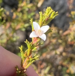 Boronia anemonifolia at Tianjara, NSW - suppressed