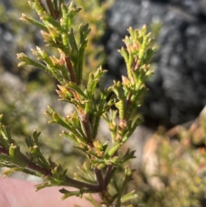 Boronia anemonifolia at Tianjara, NSW - suppressed