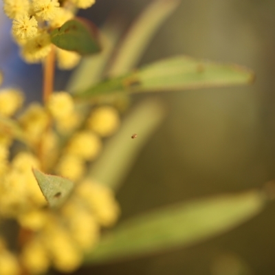 Araneae (order) (Unidentified spider) at Red Hill, ACT - 3 Aug 2023 by JimL