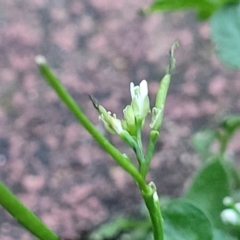 Cardamine hirsuta at Vincentia, NSW - 5 Aug 2023