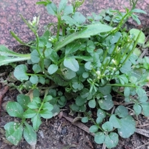 Cardamine hirsuta at Vincentia, NSW - 5 Aug 2023