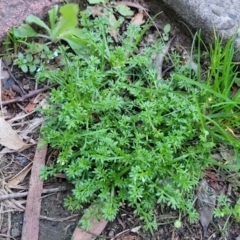 Cotula australis at Vincentia, NSW - 5 Aug 2023 05:13 PM