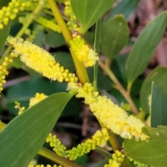 Acacia longifolia subsp. sophorae (Coast Wattle) at Vincentia Bushcare - 5 Aug 2023 by trevorpreston