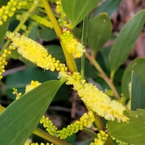 Acacia longifolia subsp. sophorae at Vincentia, NSW - 5 Aug 2023 04:51 PM