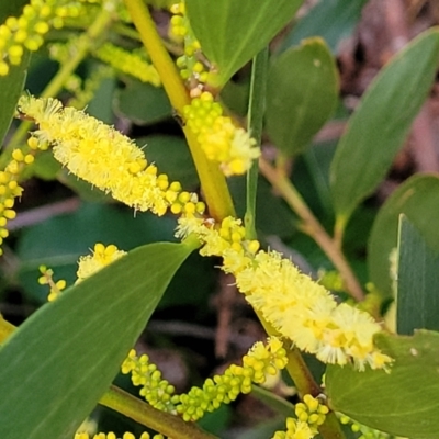 Acacia longifolia subsp. sophorae (Coast Wattle) at Vincentia, NSW - 5 Aug 2023 by trevorpreston