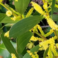 Acacia longifolia subsp. sophorae at Vincentia, NSW - 5 Aug 2023 04:51 PM