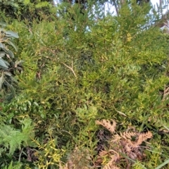 Acacia longifolia subsp. sophorae at Vincentia, NSW - 5 Aug 2023