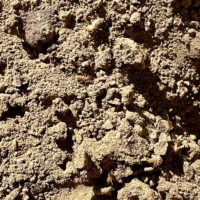 Unidentified Termite (superfamily Termitoidea) at Black Range, NSW - 2 Aug 2023 by KMcCue