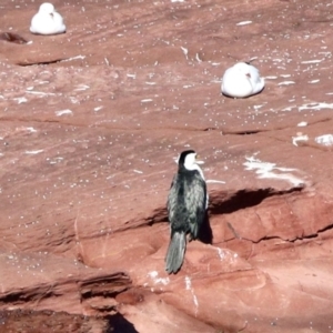 Microcarbo melanoleucos at Merimbula, NSW - 3 Aug 2023