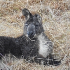 Osphranter robustus robustus (Eastern Wallaroo) at Lions Youth Haven - Westwood Farm A.C.T. - 5 Aug 2023 by HelenCross