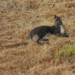 Osphranter robustus robustus at Tuggeranong, ACT - 5 Aug 2023 10:05 AM