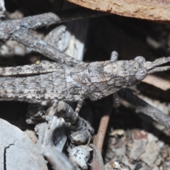 Coryphistes ruricola (Bark-mimicking Grasshopper) at Black Mountain - 3 Aug 2023 by Harrisi