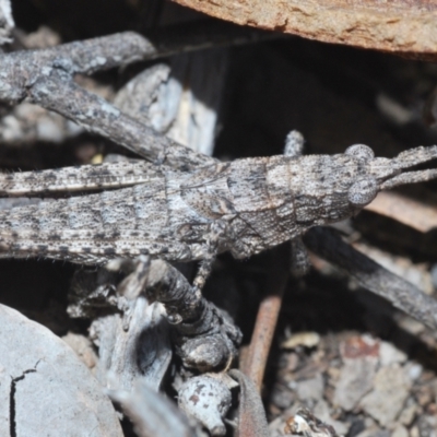 Coryphistes ruricola (Bark-mimicking Grasshopper) at Black Mountain - 3 Aug 2023 by Harrisi