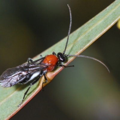 Braconidae (family) (Unidentified braconid wasp) at Block 402 - 5 Aug 2023 by Harrisi
