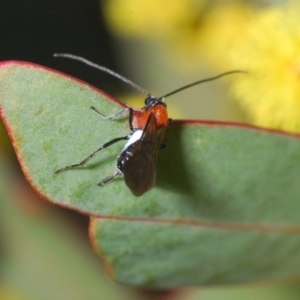 Braconidae (family) at Denman Prospect, ACT - 5 Aug 2023