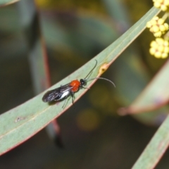 Braconidae (family) at Denman Prospect, ACT - 5 Aug 2023 04:54 PM