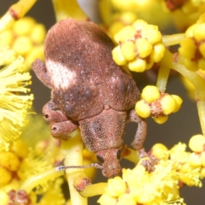 Gonipterus pulverulentus at Stromlo, ACT - 5 Aug 2023