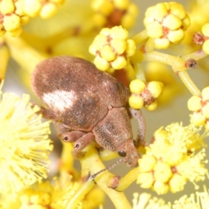 Gonipterus pulverulentus at Stromlo, ACT - 5 Aug 2023