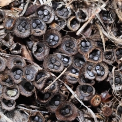 Unidentified Cup with one or more 'eggs' inside [birds nest fungi and cannonball fungus] at Wellington Point, QLD - 4 Aug 2023 by TimL