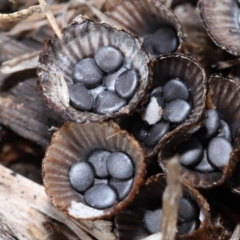 Cyathus sp. at Wellington Point, QLD - 5 Aug 2023 09:35 AM
