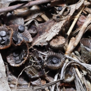 Cyathus sp. at Wellington Point, QLD - 5 Aug 2023 09:35 AM